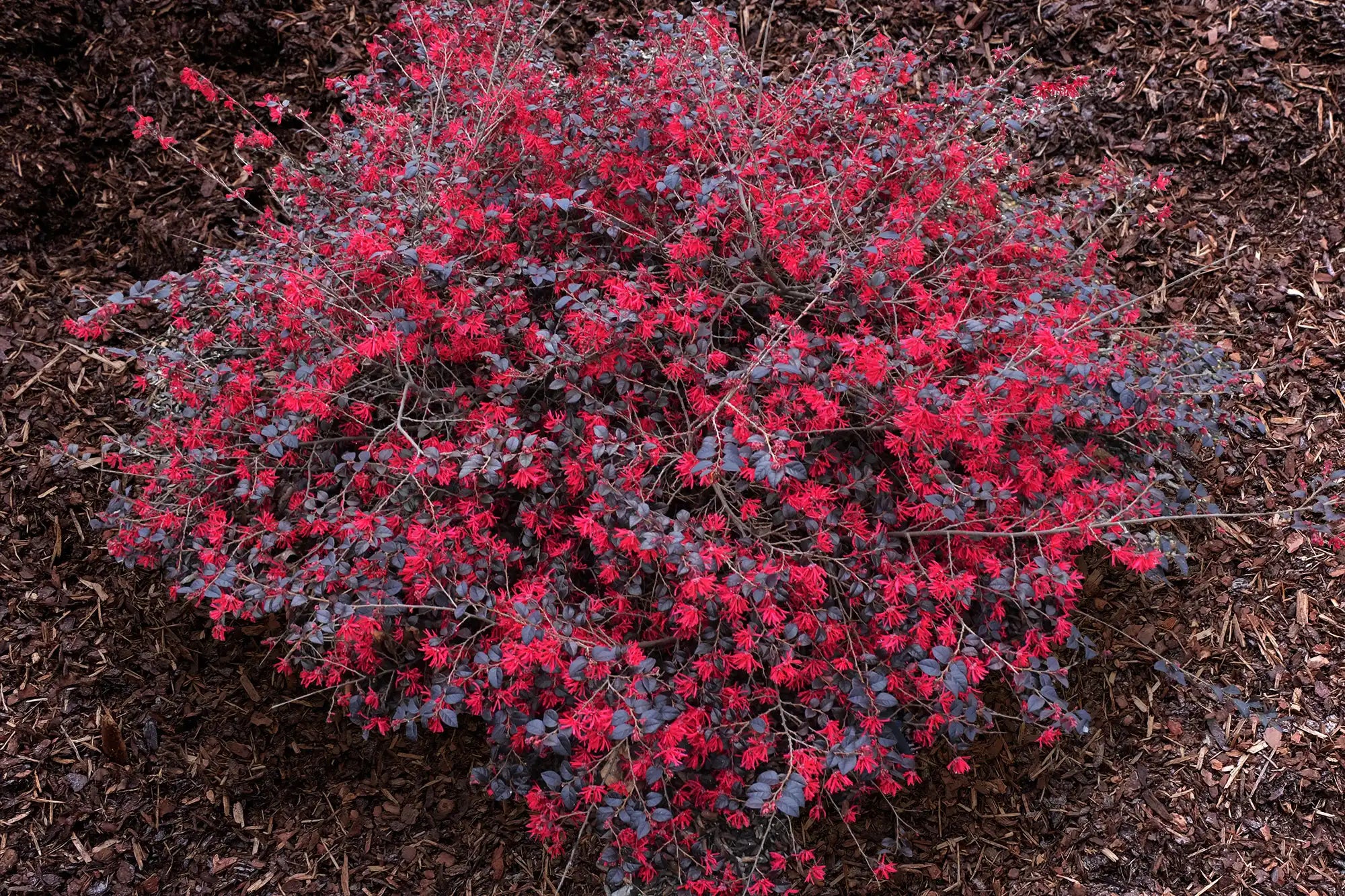  This Ever Red Mini loropetalum surrounded by dark mulch packs all of the dazzle of pure red fringe flowers, in contrast to its rich dark leaves.  But the plant seen here is smaller than regular-sized loropetalum.