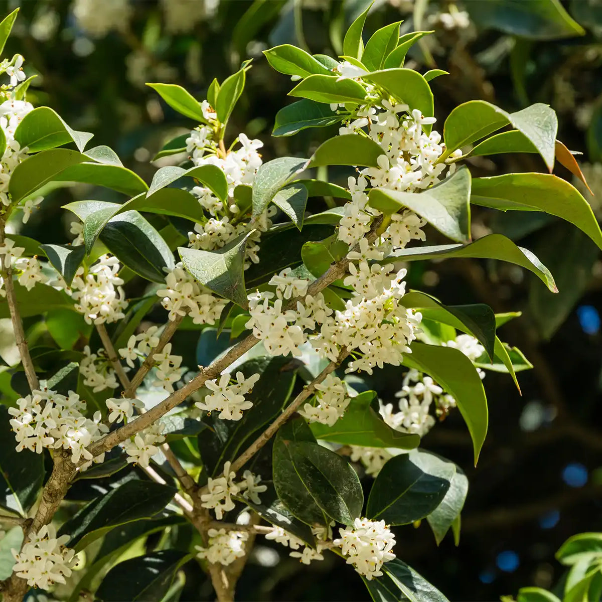Osmanthus fragrans sale