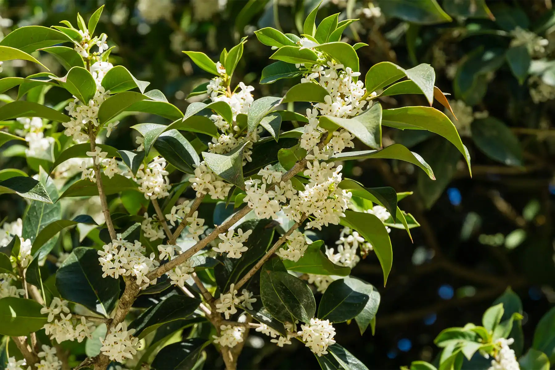 Osmanthus Fragrans, the Fragrant Tea Olive has populated each stem with many creamy white, miniature blossoms per cluster. Although we cannnot see its captivating fragrance, it was definiely there when this photo was taken of it in fill bloom