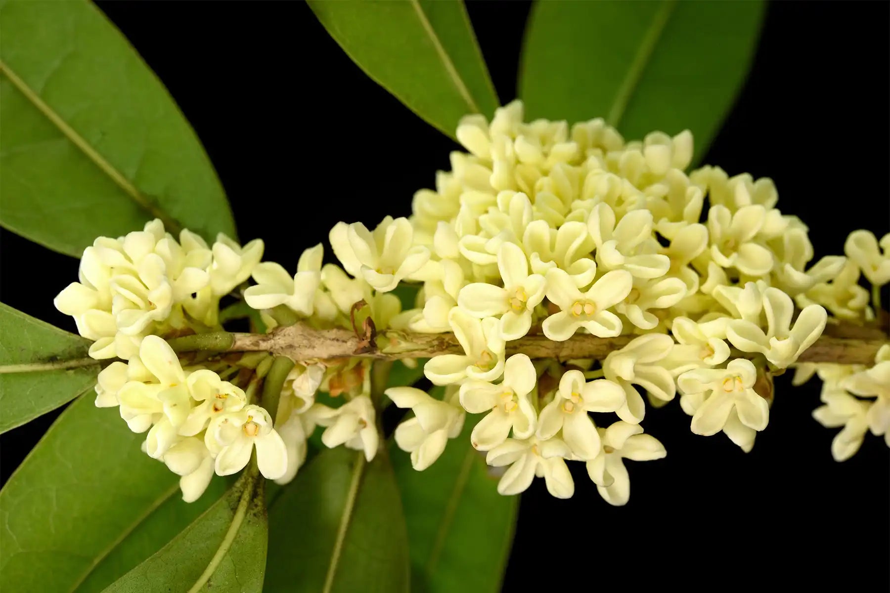 This Osmanthus Fragrans flower in close-up is creamy white. The tiny blossoms fill the air with their sweet fragrance.