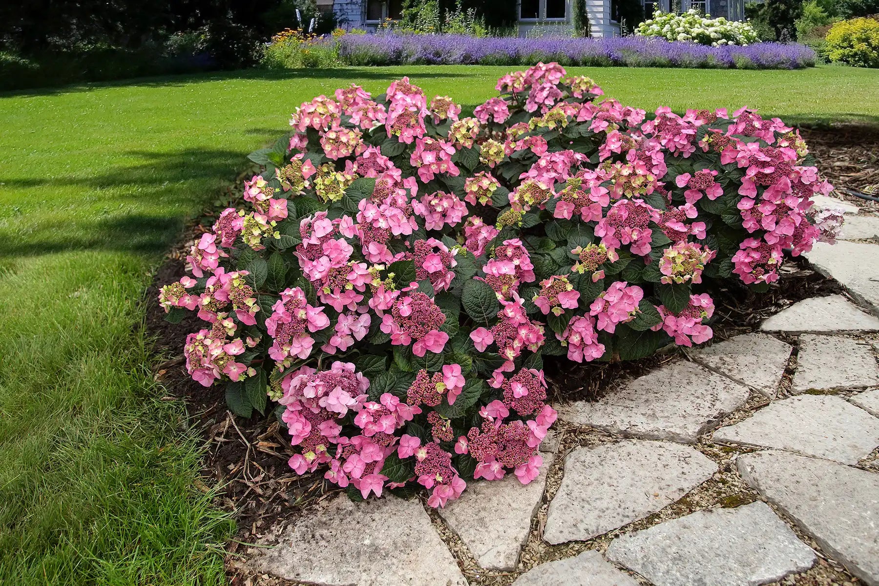 Pop Star® Hydrangea is famous for reblooming flowers and their hardy nature. An absoluter rock star wearing  pink  beside an irregular stone walkway surrounded by  a lush lawn.