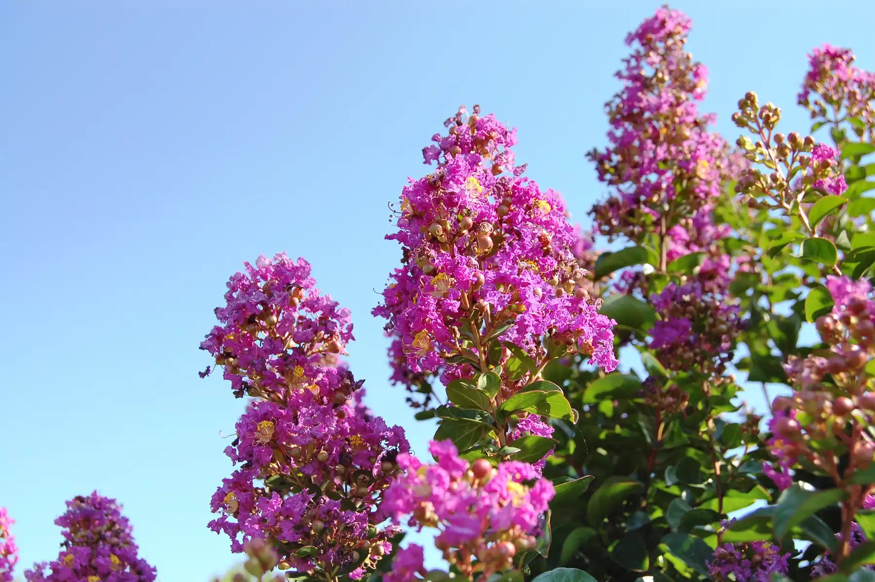 These Purple Cow® Crepemyrtle (Crepe Myrtle) flowers dramatic against a pure blue summer sky. 