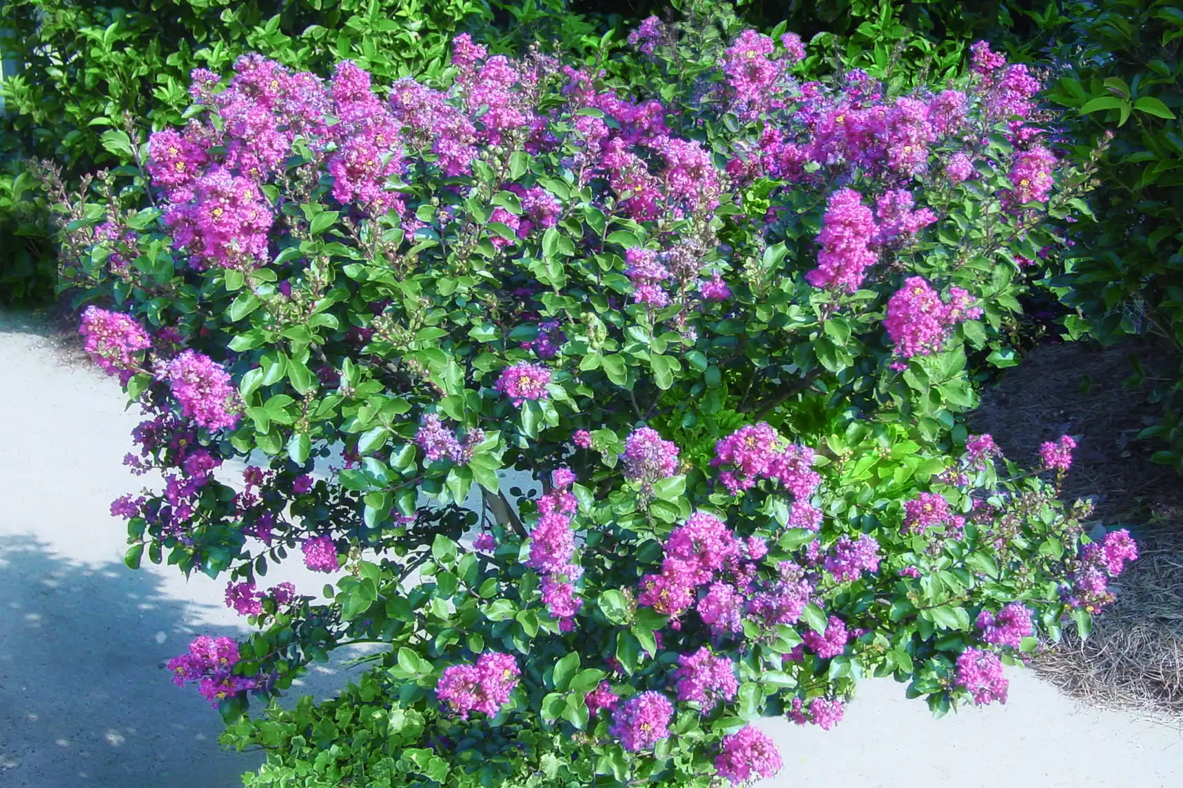 A Purple Cow® Crepe Myrtle is in full bloom with an abundance of deep purple flowers amid its healthy green foliage.
