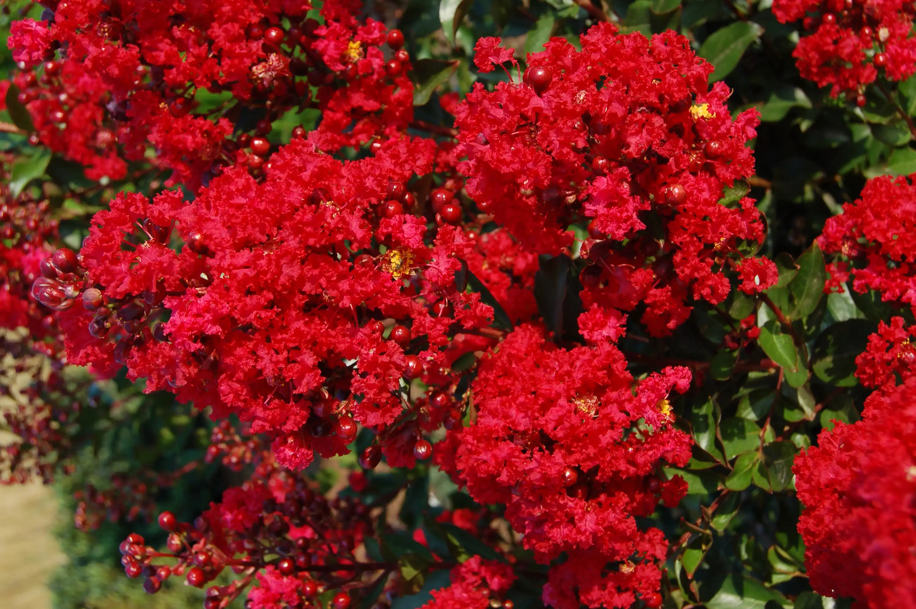 This Red Rooster® Crepe Myrtle presents a wall of breathtaking red-colored flowers and dark green foliage. These bushes are heavy with buds just waiting to replace the mature flowers.