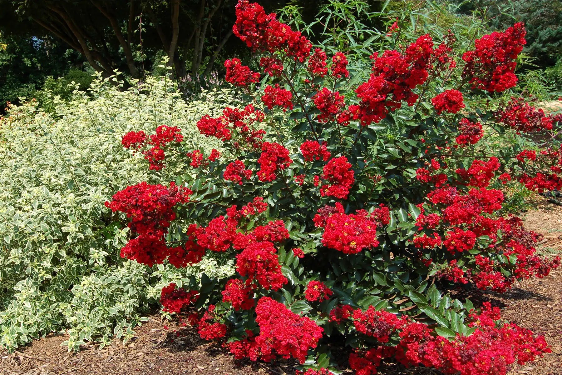 Showy Red Rooster® Crepe Myrtle bush, bright as a rooster's comb, is a magnet for bees and other pollinators. Seems OK sharing ground with an Abelia nearby.