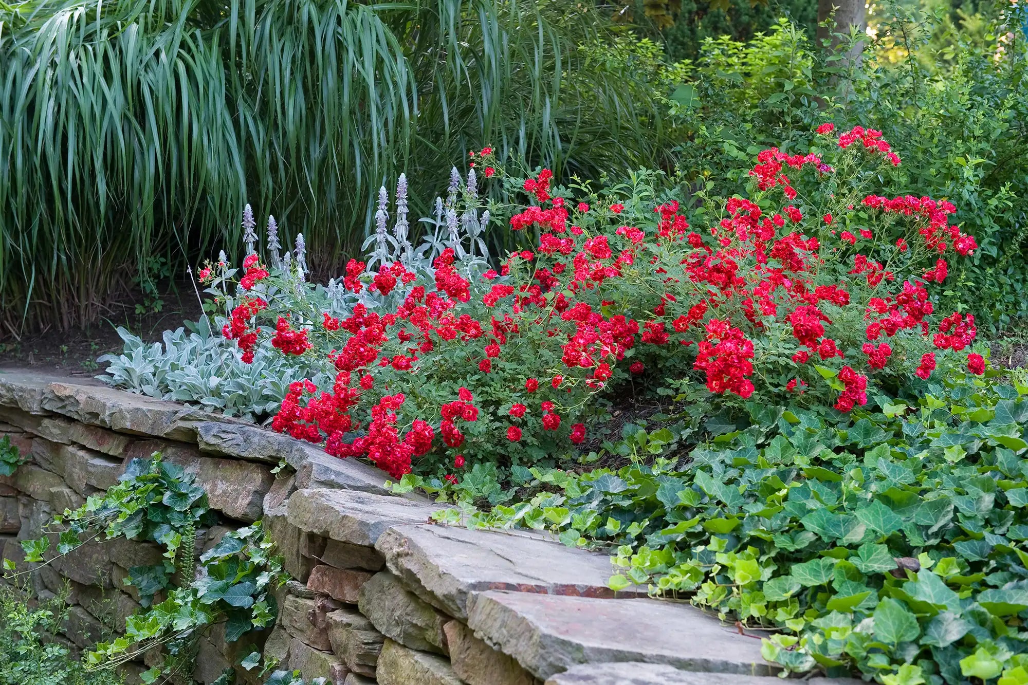 Vivid Red Drift Roses accent a natural garden fronted by a vintage style stone wall. Brilliant red cascading roses spill and rest against the wall as sprigs of ivy climb upward. Dark and light colored trees and ornamental grasses fill the background.