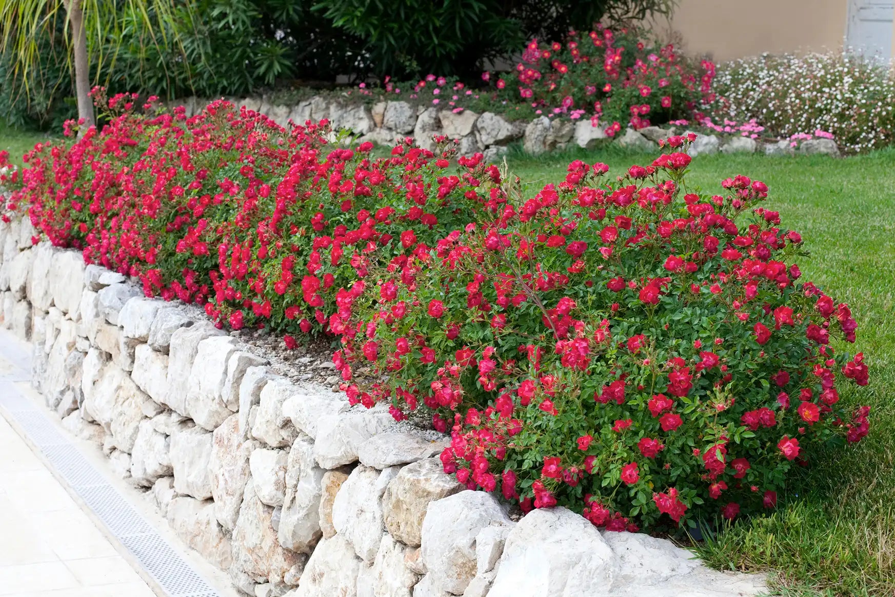 Multiple Red Drift roses outline the border of a green yard, atop a white stone fence. In the background, the white stone fence with a vibrant mix of complimentary flowers continues the theme. 