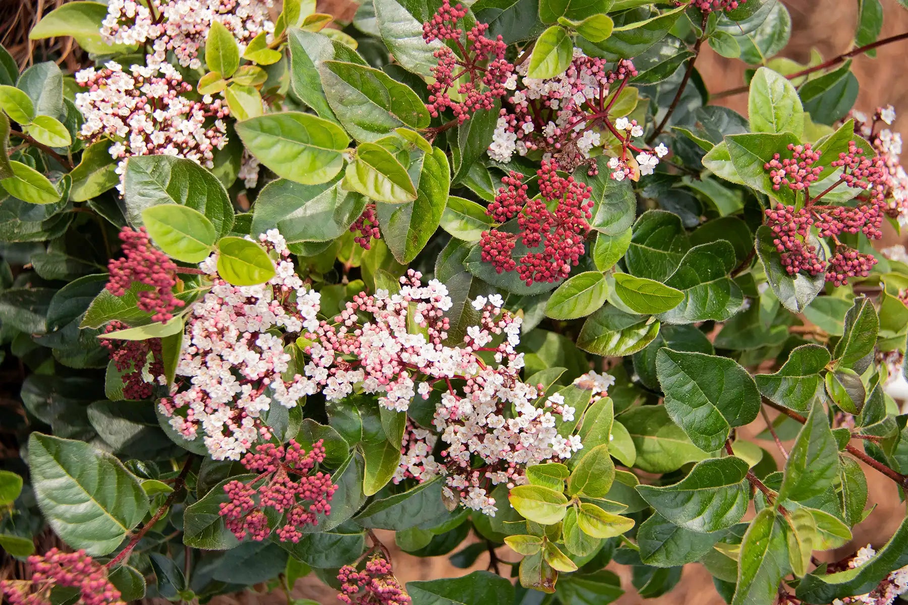 Blossoms and buds of Shades of Pink® Viburnum in closeup