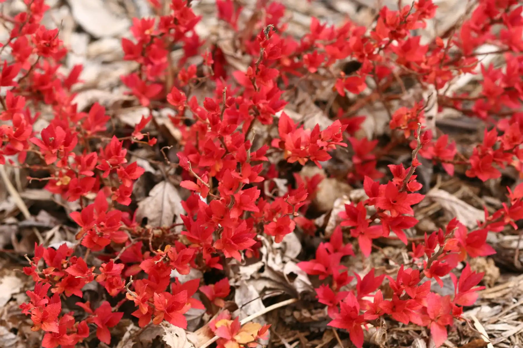 Double Play Candy Corn® Spirea