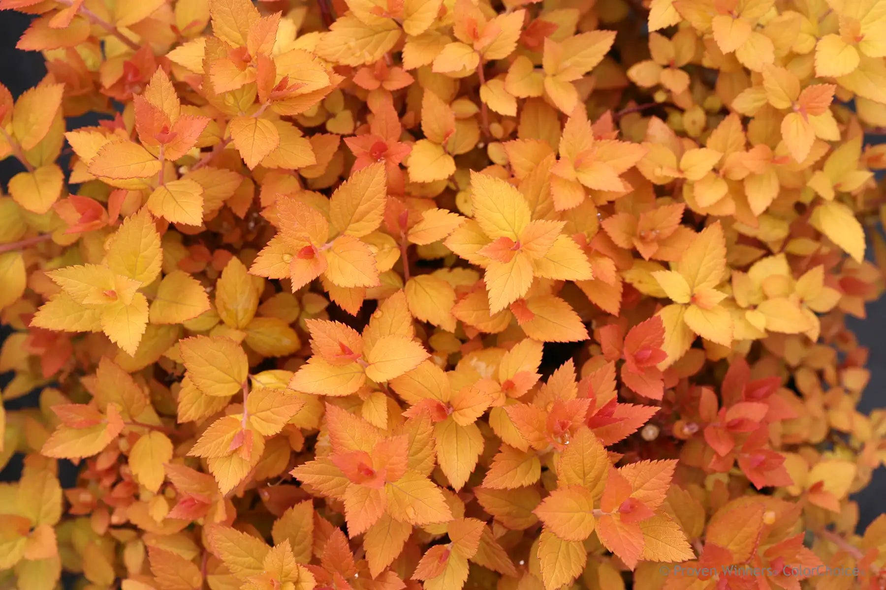 Double Play Candy Corn® Spirea