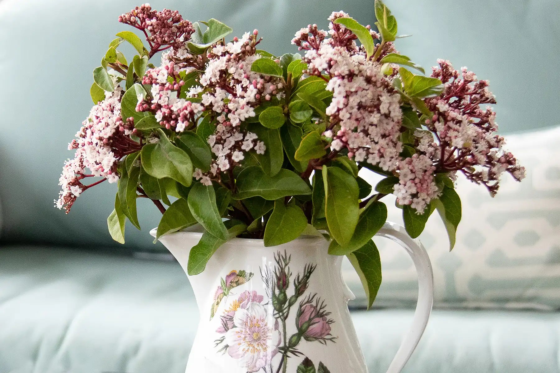 Bunches of small pink blooms of the Shades of Pink® Viburnum plant are casulally placed in a white vintage pitcher with a flower design that mimics the viburnum plant's coloration. This welcoming cottage-style vessel sits near an aqua livingroom sofa.